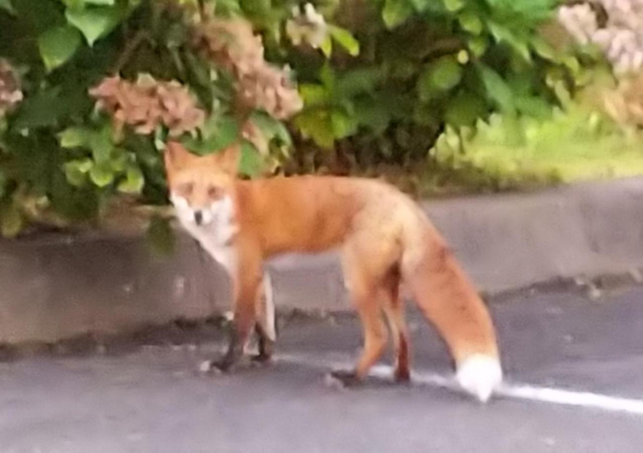Hotel Minshuku Kaikazari Kunnui Oshamambe Esterno foto
